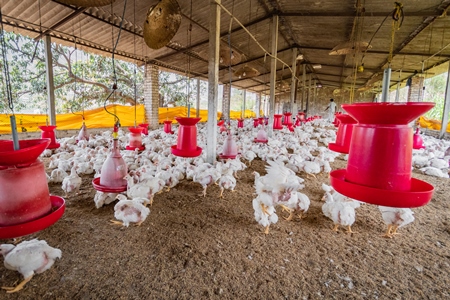 Hundreds of Indian broiler chickens in a shed on a poultry farm in Maharashtra in India
