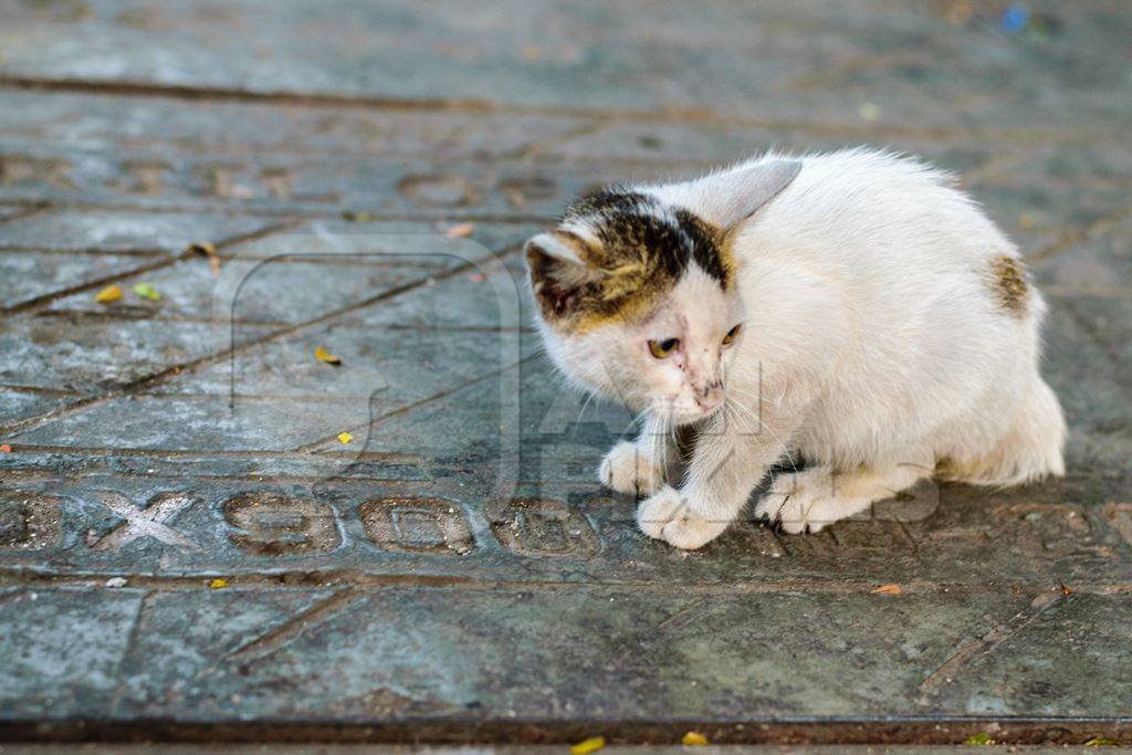 Small cute white street kitten sitting on grey pavement