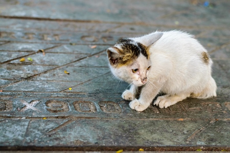 Small cute white street kitten sitting on grey pavement