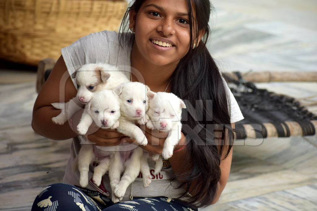 Girl holding litter of cute small white puppies