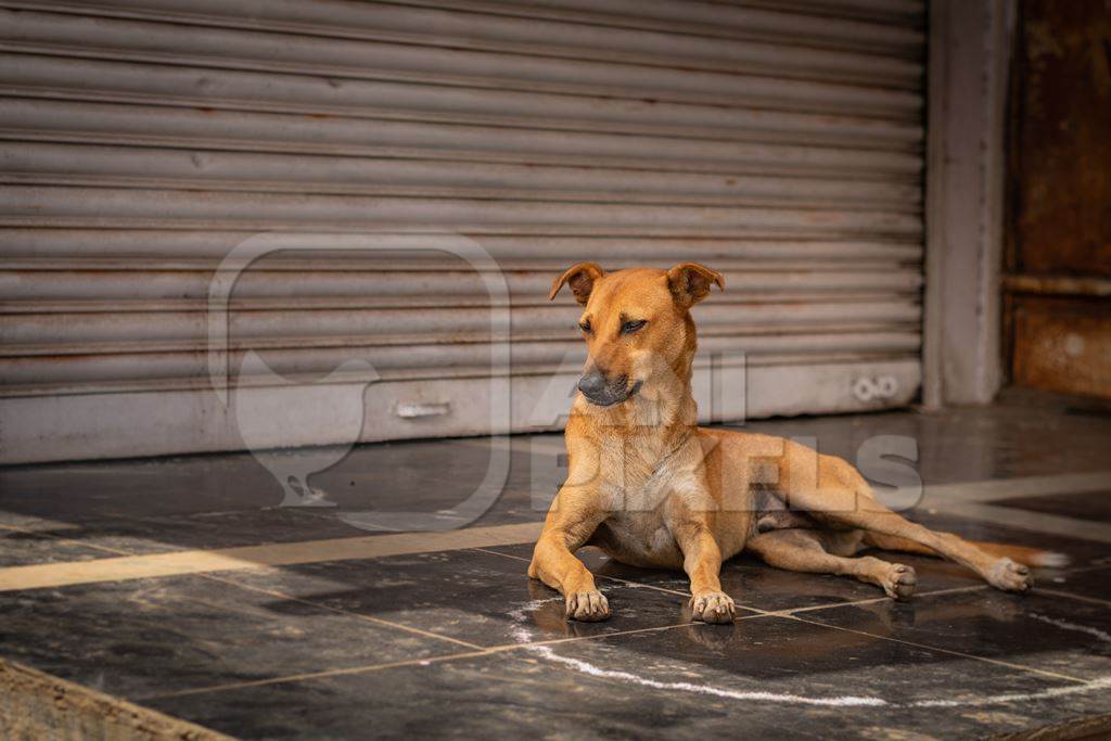 Indian stray or street dog or Indian pariah dog  in urban city in Maharashtra, India, 2021