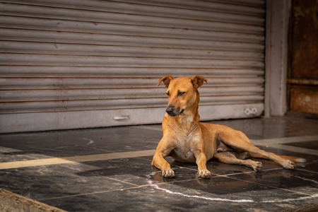 Indian stray or street dog or Indian pariah dog  in urban city in Maharashtra, India, 2021