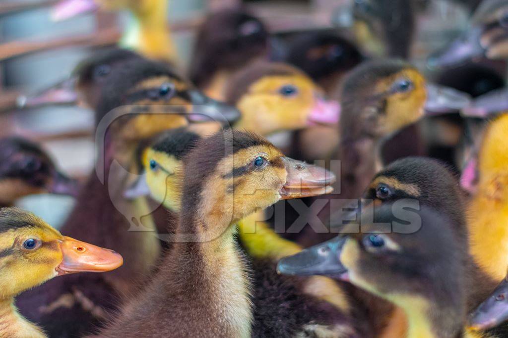 Ducks and ducklings on sale in baskets at a live animal market in the city of Imphal in Manipur in the Northeast of India