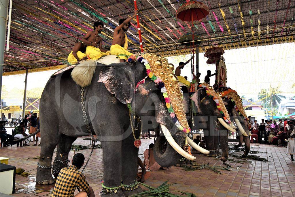 Decorated and chained Indian elephants used for entertainment at Holi festival, Kochi, India, 2019