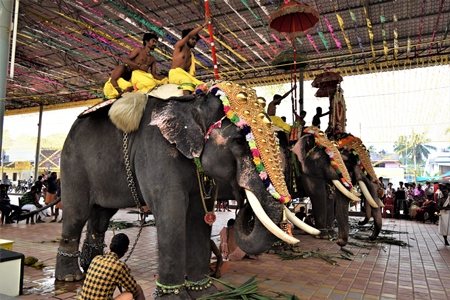 Decorated and chained Indian elephants used for entertainment at Holi festival, Kochi, India, 2019