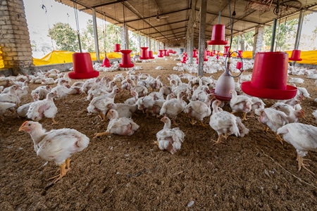 Indian broiler chickens in a shed on a poultry farm in Maharashtra in India, 2021