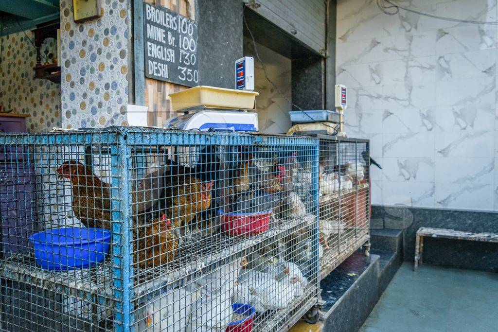 Broiler chickens packed into a cage at a chicken shop