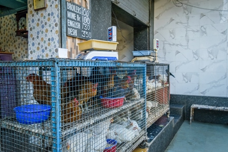 Broiler chickens packed into a cage at a chicken shop