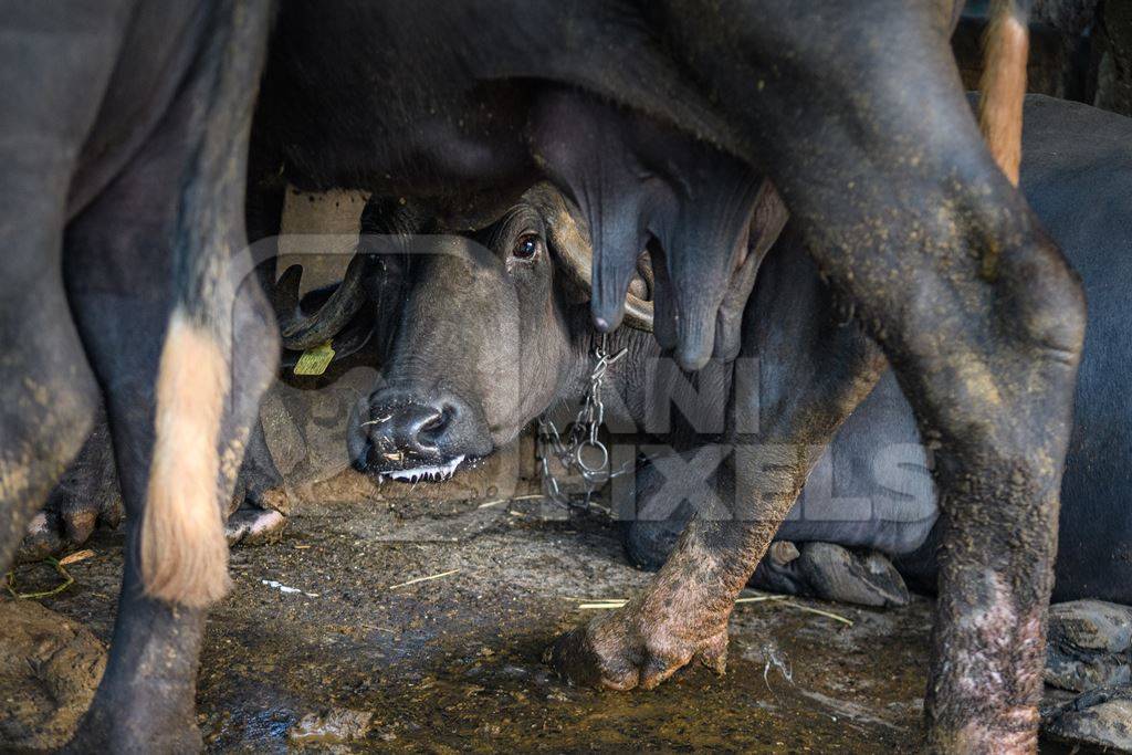 Farmed Indian buffalo looking out from underneath another buffalo on an urban dairy farm or tabela, Aarey milk colony, Mumbai, India, 2023