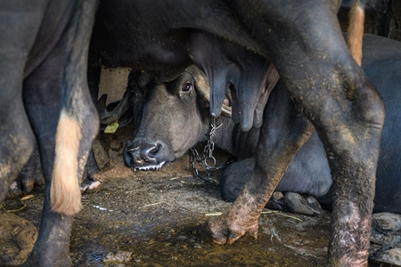 Farmed Indian buffalo looking out from underneath another buffalo on an urban dairy farm or tabela, Aarey milk colony, Mumbai, India, 2023