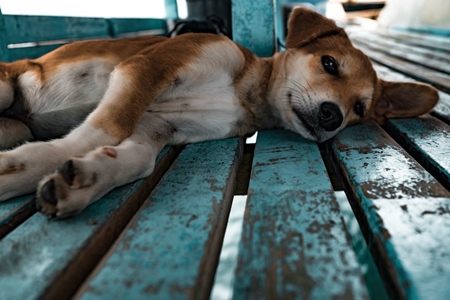 Stray puppy lying on turquoise blue bench