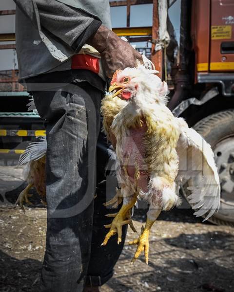 Worker carrying Indian broiler chickens by the wings at Ghazipur murga mandi, Ghazipur, Delhi, India, 2022