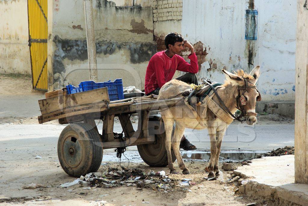 Grey donkey standing with cart in street and man