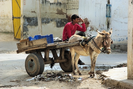 Grey donkey standing with cart in street and man