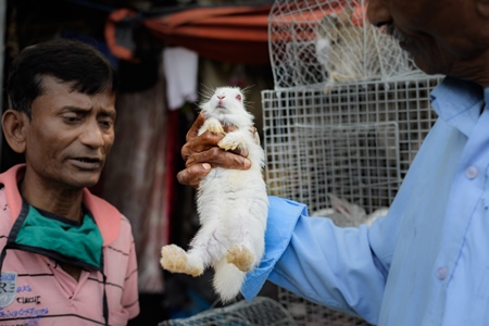 Baby white rabbit held up by buyer for examination at Galiff Street pet market, Kolkata, India, 2022