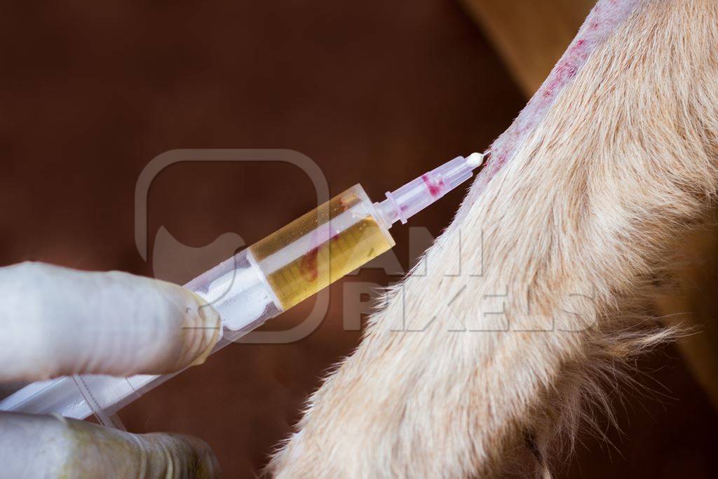 Veterinarian giving injection to a street dog
