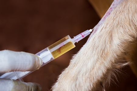 Veterinarian giving injection to a street dog