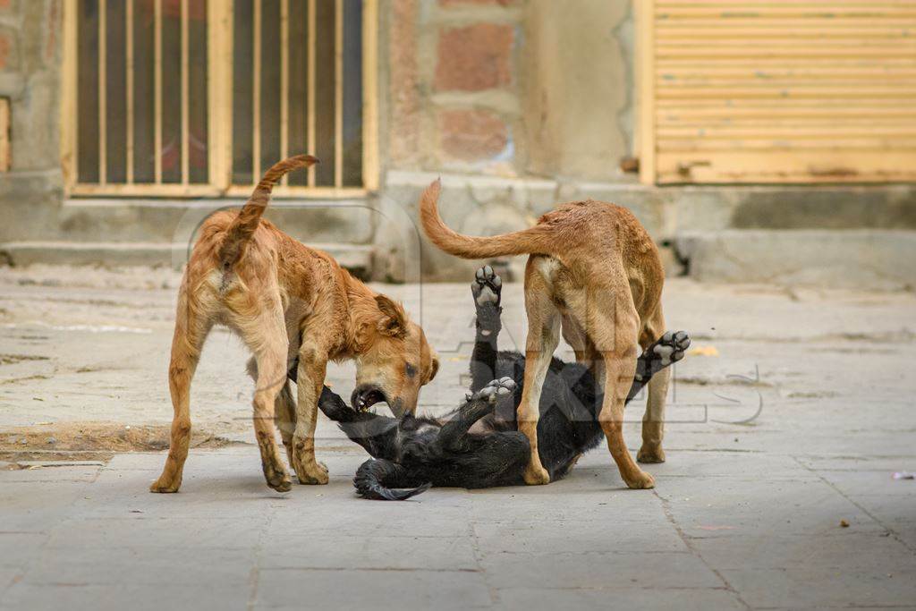 Indian street dogs playing in road the urban city of Jodhpur, Rajasthan, India, 2022