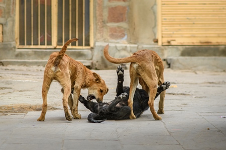 Indian street dogs playing in road the urban city of Jodhpur, Rajasthan, India, 2022