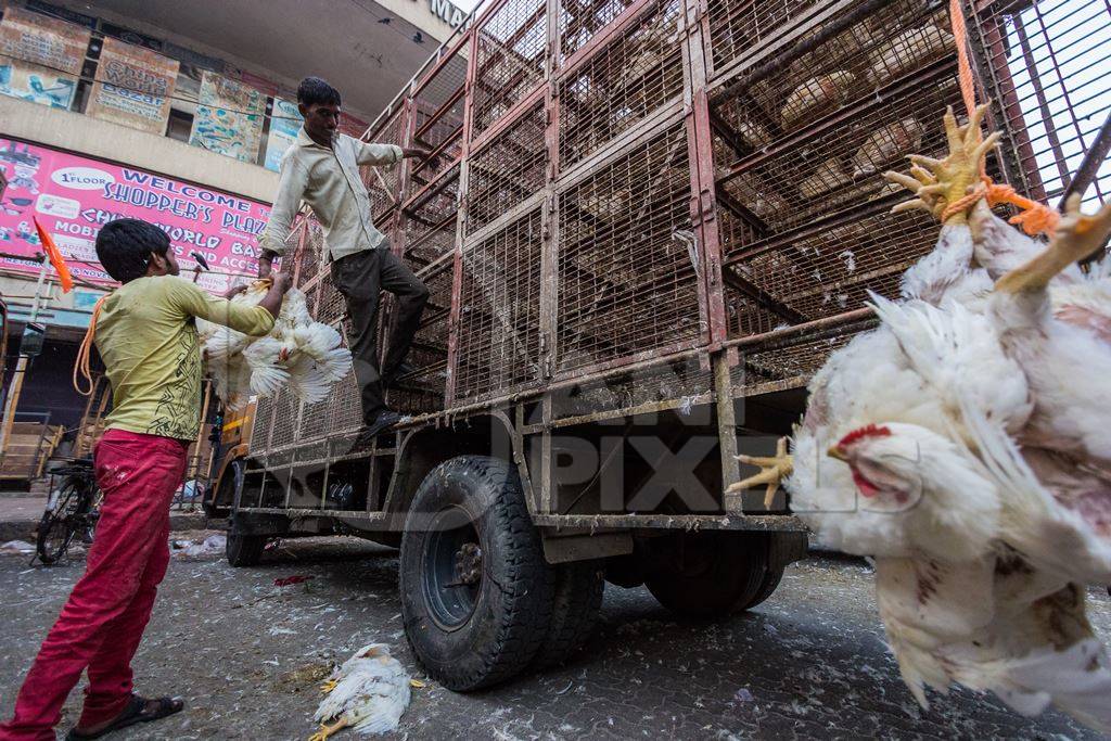 Broiler chickens raised for meat being unloaded from transport trucks near Crawford meat market