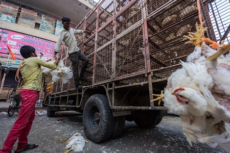 Broiler chickens raised for meat being unloaded from transport trucks near Crawford meat market