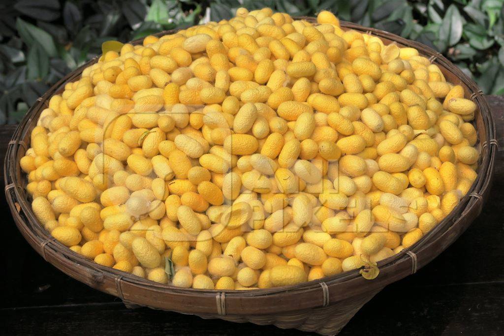 Yellow silk worm cocoons in basket