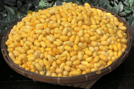Yellow silk worm cocoons in basket