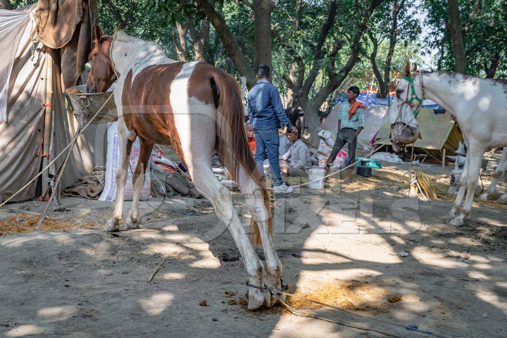 Horses tied up and hobbled at Sonepur horse fair or mela in rural Bihar, India