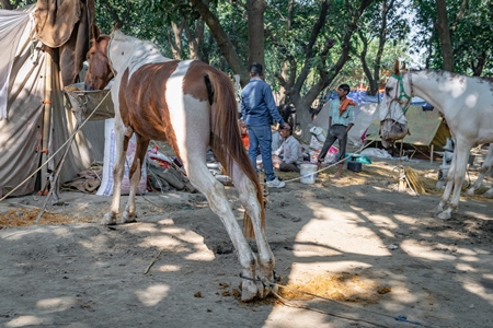 Horses tied up and hobbled at Sonepur horse fair or mela in rural Bihar, India