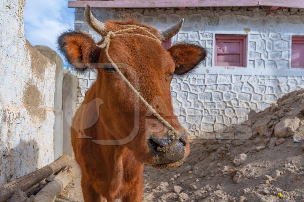 Indian dairy cow with nose rope on a farm in rural Ladakh in the Himalayan mountains of India