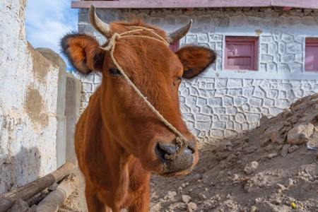 Indian dairy cow with nose rope on a farm in rural Ladakh in the Himalayan mountains of India