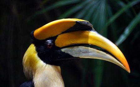 Close up of Great Indian hornbill with yellow bill