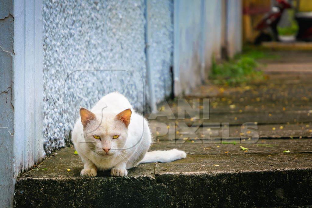 Street cat at Kochi fishing harbour in Kerala with blue wall background