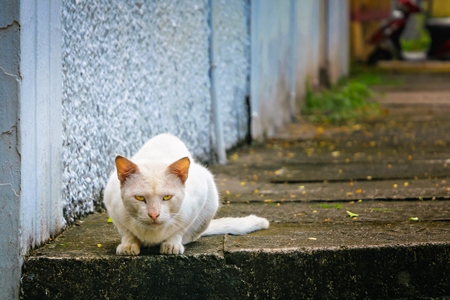 Street cat at Kochi fishing harbour in Kerala with blue wall background