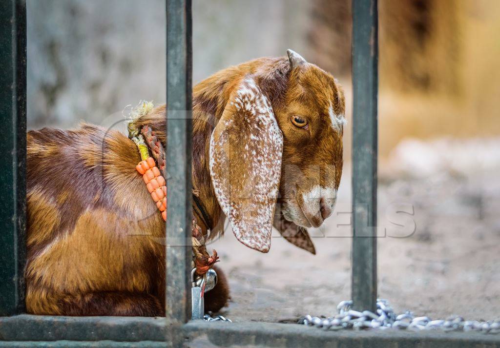 Goat in the street behind gate outside mutton shops in an urban city