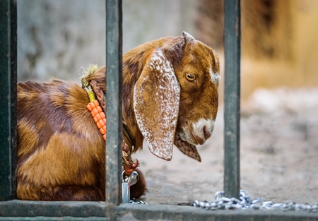 Goat in the street behind gate outside mutton shops in an urban city