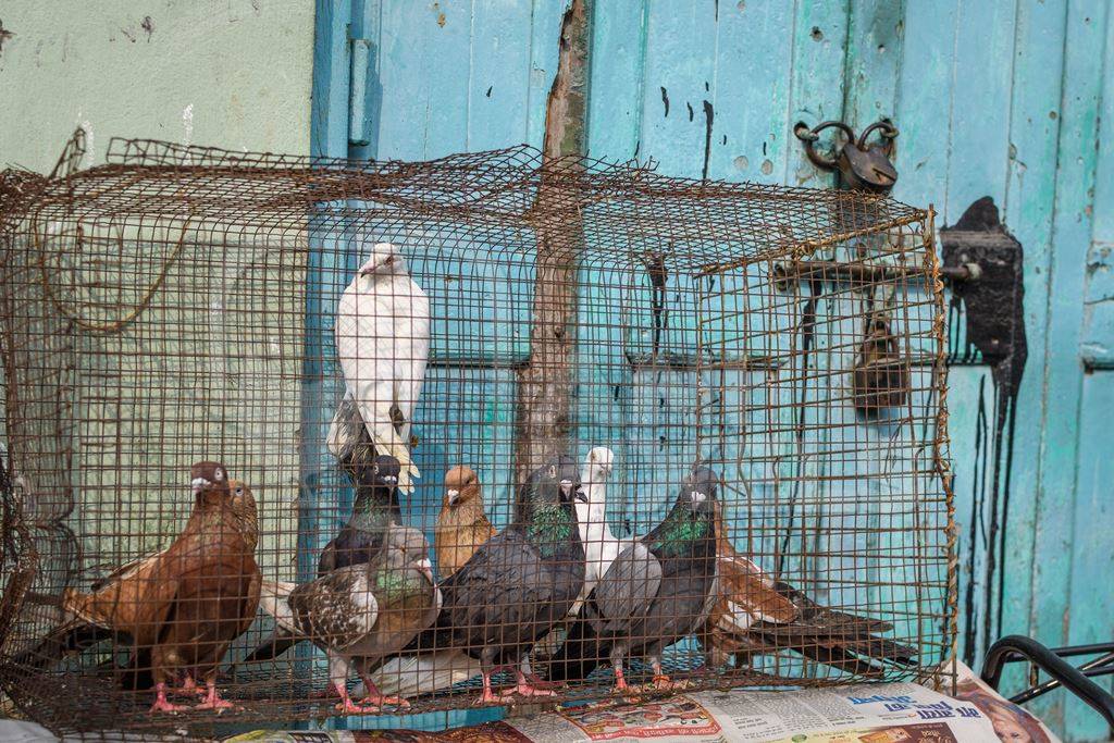 Homing pigeons or racing pigeons on sale at Galiff Street pet market, Kolkata, India, 2022
