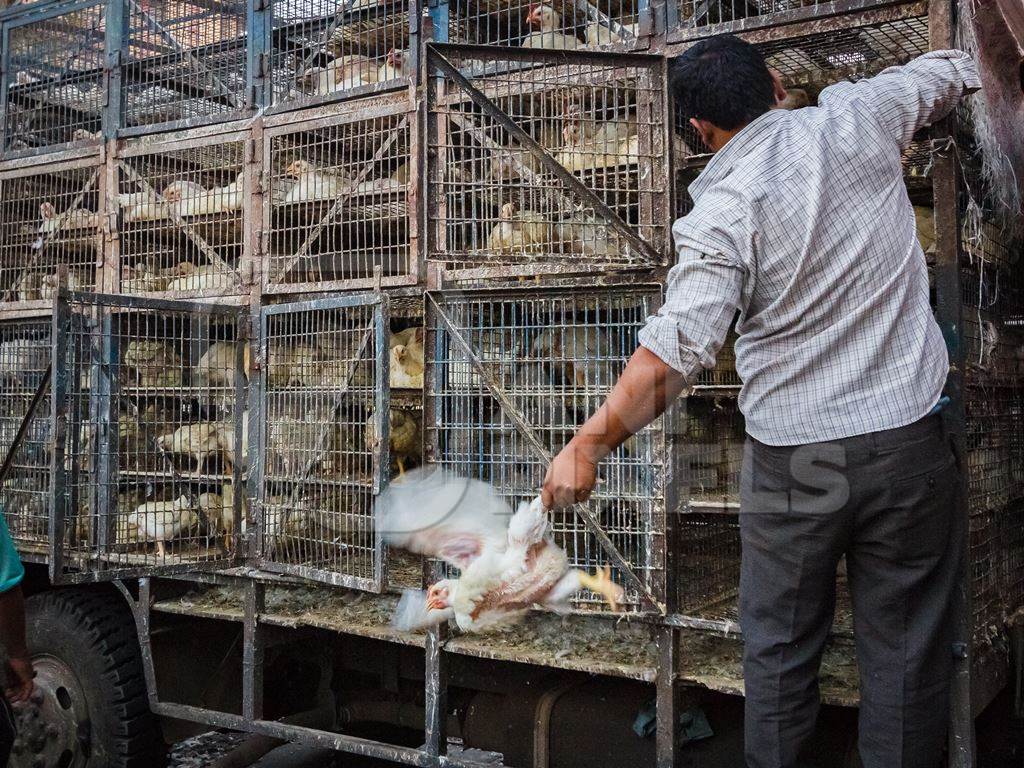 Broiler chickens raised for meat being unloaded from transport trucks near Crawford meat market