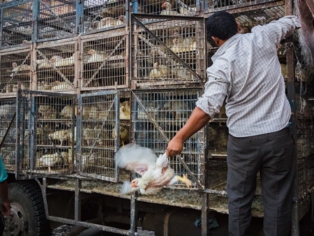 Broiler chickens raised for meat being unloaded from transport trucks near Crawford meat market