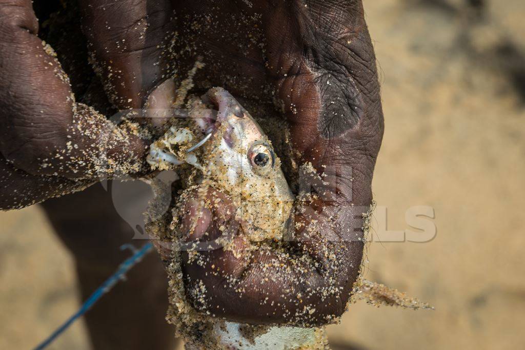 Fishermen removing hook from alive fish on a sandy beach in Kerala