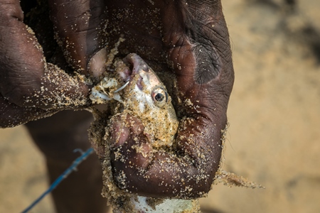 Fishermen removing hook from alive fish on a sandy beach in Kerala