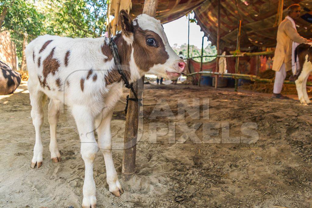 Small Indian farmed dairy calf tied up away from mother at Sonepur fair in Bihar, India, 2017