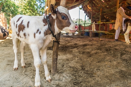 Small Indian farmed dairy calf tied up away from mother at Sonepur fair in Bihar, India, 2017