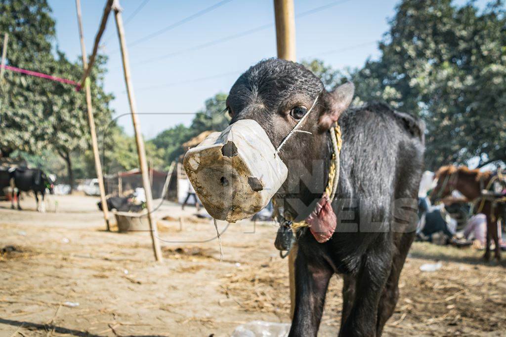 Indian buffalo calf with mouthblock on to prevent calf suckling their mother