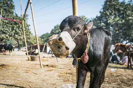 Indian buffalo calf with mouthblock on to prevent calf suckling their mother