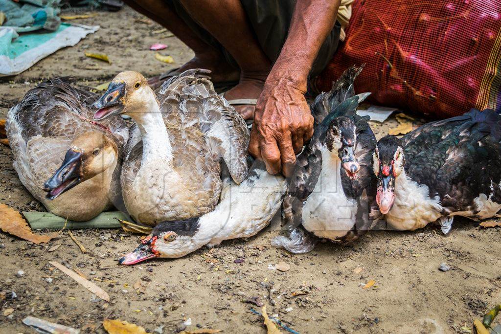 Ducks and geese on sale for meat at an animal market