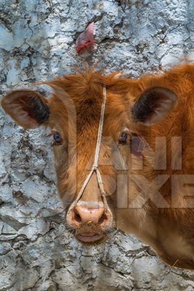 Indian dairy cow with nose rope on a farm in rural Ladakh in the Himalayan mountains of India