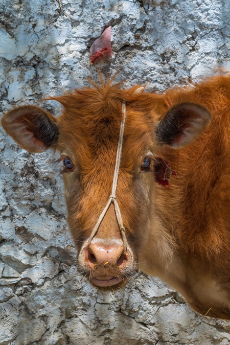 Indian dairy cow with nose rope on a farm in rural Ladakh in the Himalayan mountains of India