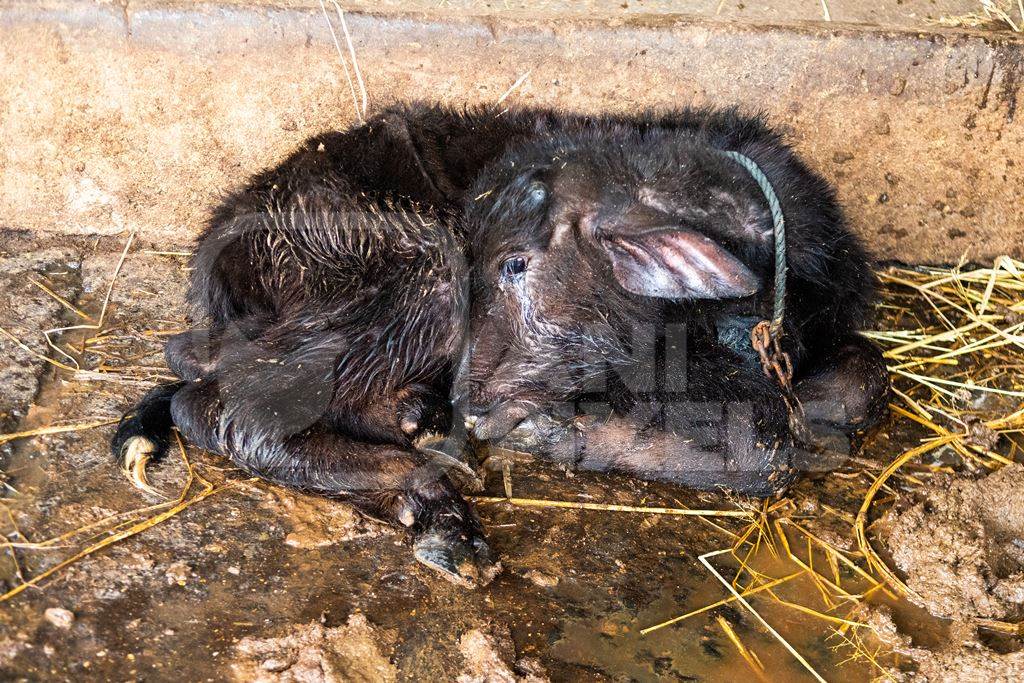 Sick Indian buffalo calf tied up on an urban dairy farm or tabela, Aarey milk colony, Mumbai, India, 2023