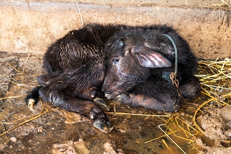 Sick Indian buffalo calf tied up on an urban dairy farm or tabela, Aarey milk colony, Mumbai, India, 2023